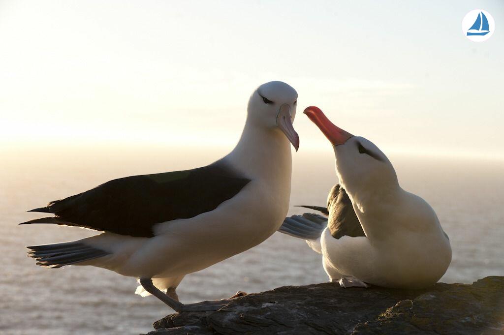 صور Custom 60' Custom 60' 4