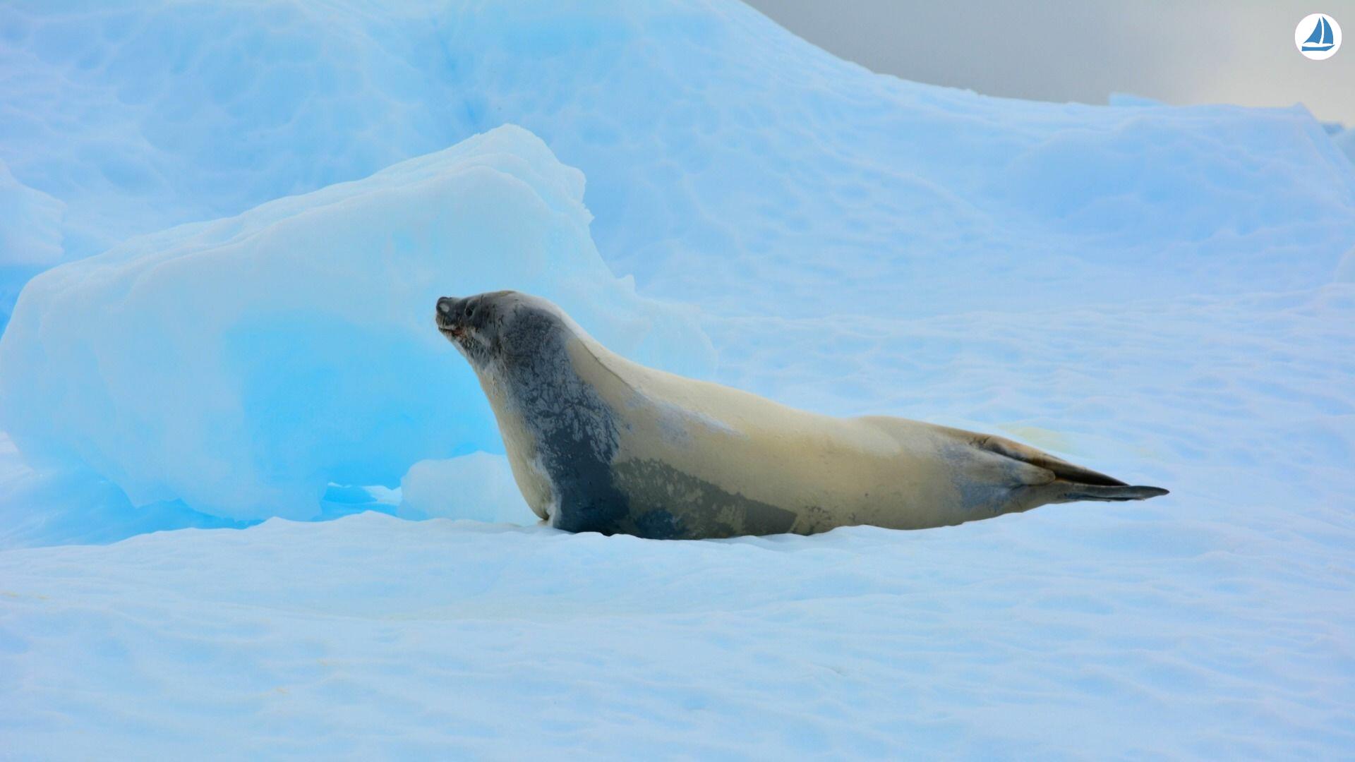 صور Custom 60' Custom 60' 5