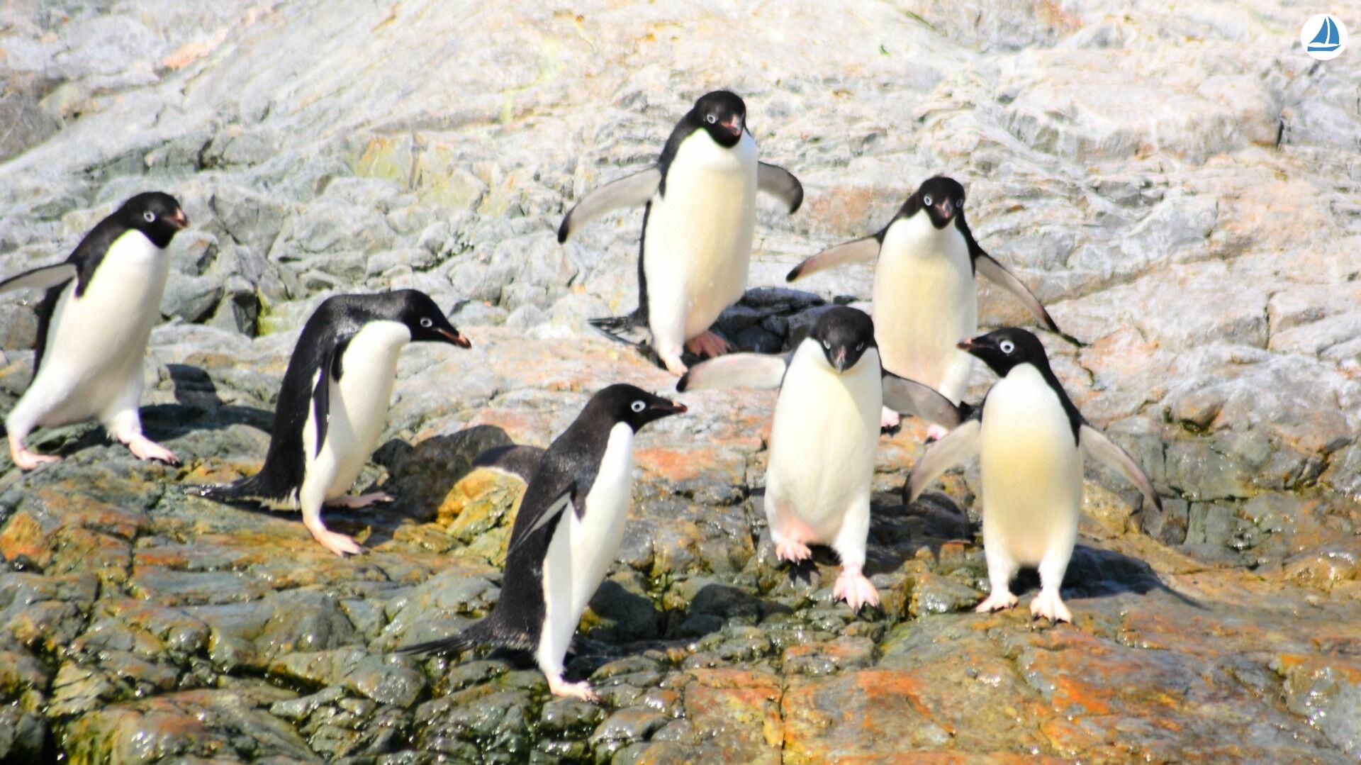 صور Custom 60' Custom 60' 6