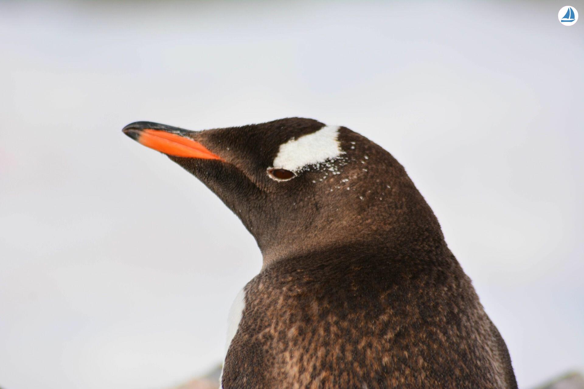 صور Custom 60' Custom 60' 7