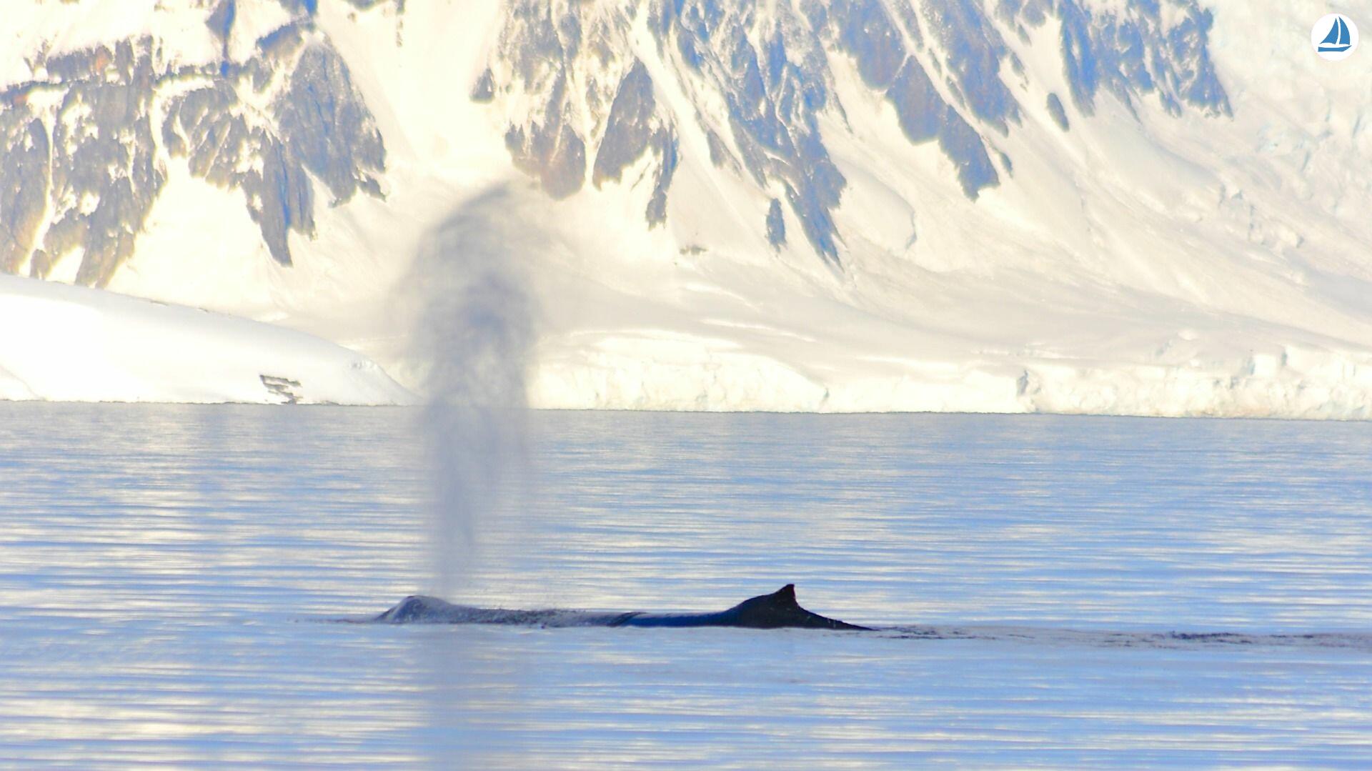 صور Custom 60' Custom 60' 8