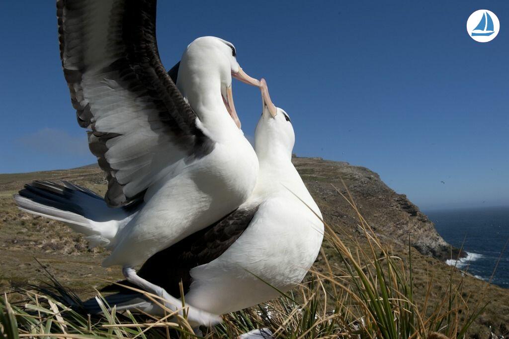 صور Custom 60' Custom 60' 9