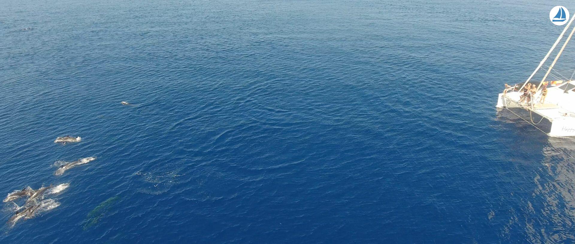 صور OCEAN VOYAGER 440 4